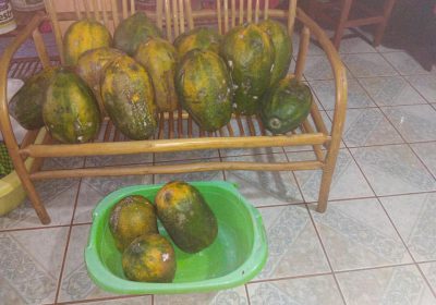 venta-papayas