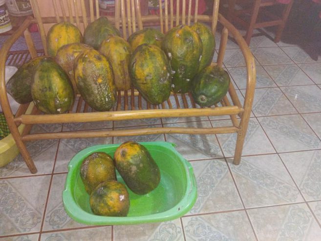 Vendo Papayas