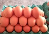 Huevos de Gallina y Codorniz al mayor y menor