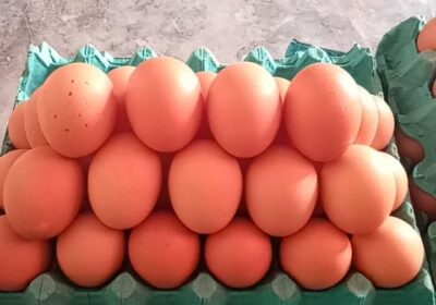 Huevos-de-Gallina