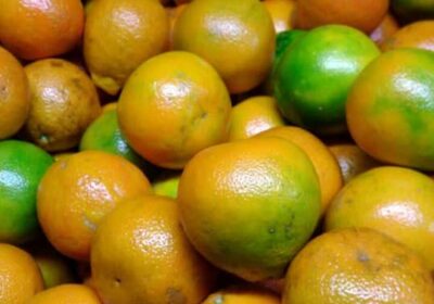 Naranja-Morocha-y-Tangelo-4