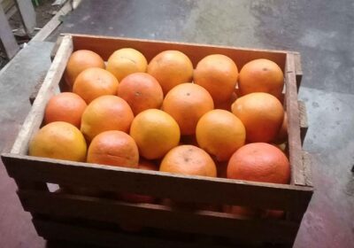 Naranjas Tangelo de Excelente Calidad