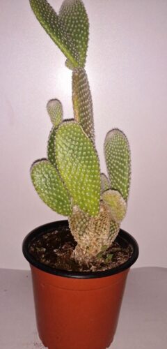 Plantas-Cactus-Cusco-4