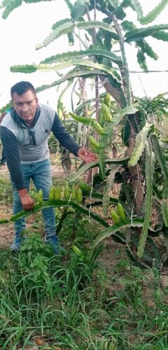 Plantones y esquejes de pitahaya