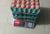 Venta-de-Huevos-Rosados-4